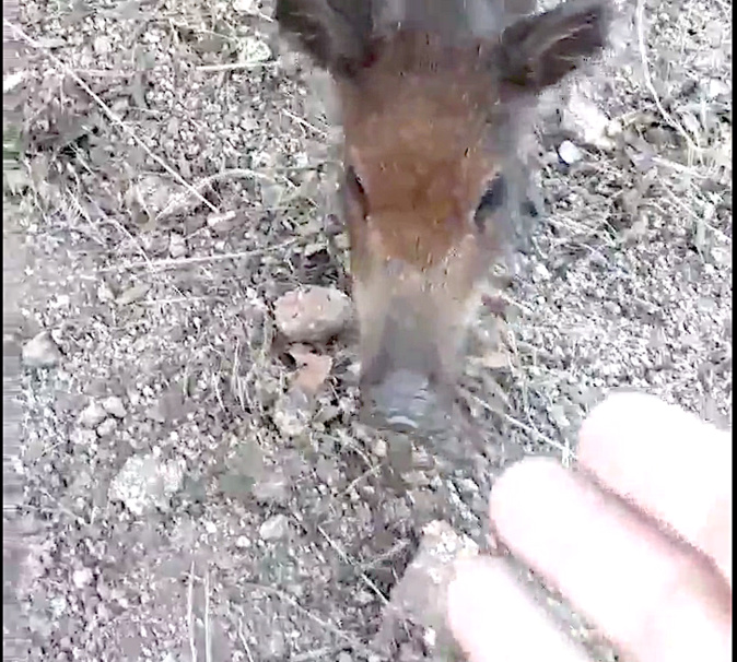 Palombaggia : Quand les jeunes sangliers viennent vous manger dans la main…