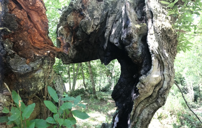La photo du jour : Les châtaigniers tourmentés de Castagniccia