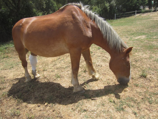 Appel au secours pour Jo ! Appel au secours pour Jo !