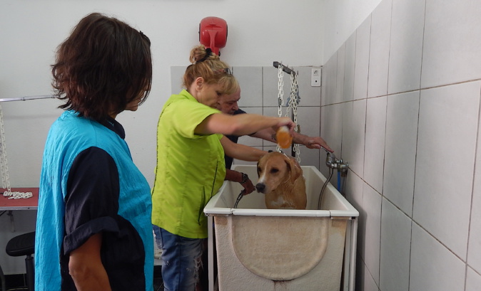 Porto-Vecchio : Après la plage, le salon de toilettage