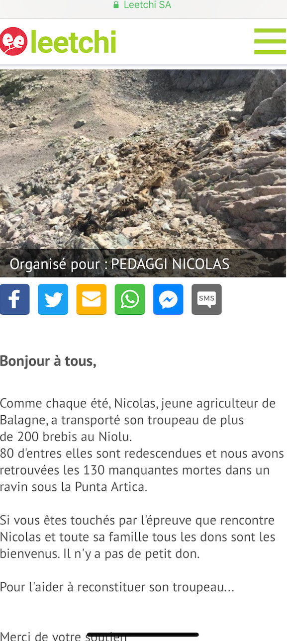 Une cagnotte en ligne pour reconstituer un troupeau de brebis en partie foudroyé dans le Niolu