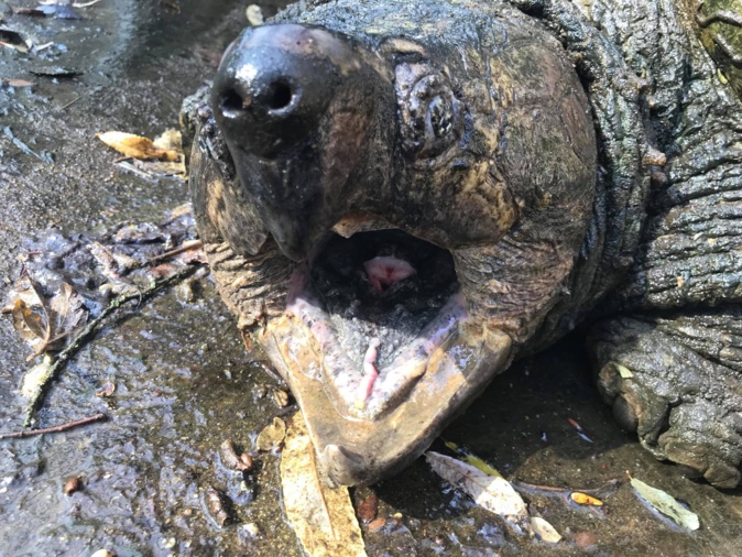 (A Cupulatta) (A Cupulatta)