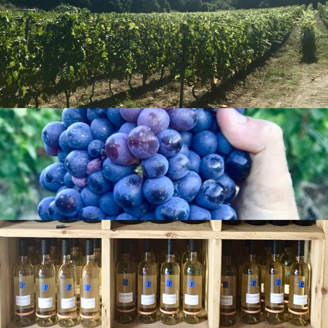 Cap Corse : C'est l'heure des vendanges pour le Clos Paoli ! Cap Corse : C'est l'heure des vendanges pour le Clos Paoli !