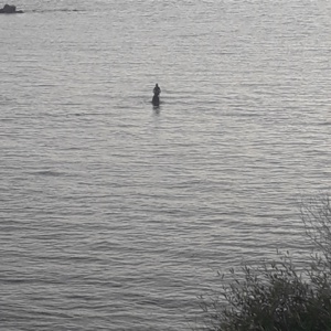 Gaïa, première sculpture d’un musée sous-marin, installée face au Lazaret à Ajaccio Gaïa, première sculpture d’un musée sous-marin, installée face au Lazaret à Ajaccio