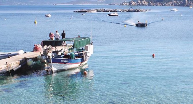 Adrian : La ferme marine des Sanguinaires n'a pas été épargnée Adrian : La ferme marine des Sanguinaires n'a pas été épargnée