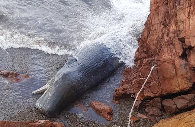 Un cachalot de 12 mètres échoué sur une plage à Galeria