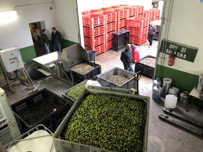 Coopérative oléicole de Balagne : La saison a démarré sur les chapeaux de roues ! Coopérative oléicole de Balagne : La saison a démarré sur les chapeaux de roues !