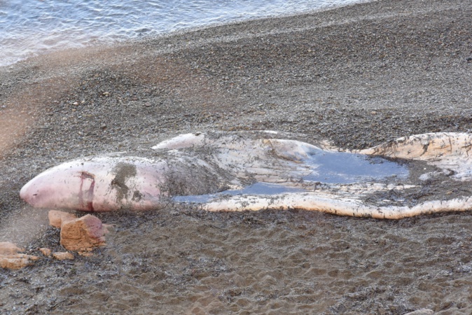Le cachalot de Galeria sera enlevé ce vendredi