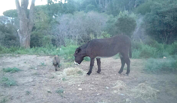 Calvi : L'ânesse et le marcassin... Calvi : L'ânesse et le marcassin...