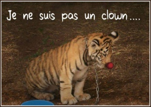  Associations contre les cirques détenant des animaux : Rassemblement à Ghisonaccia