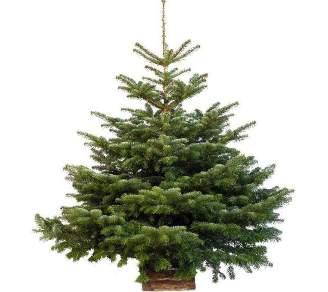 Recyclage des sapins de Noël à la comcom Calvi-Balagne Recyclage des sapins de Noël à la comcom Calvi-Balagne