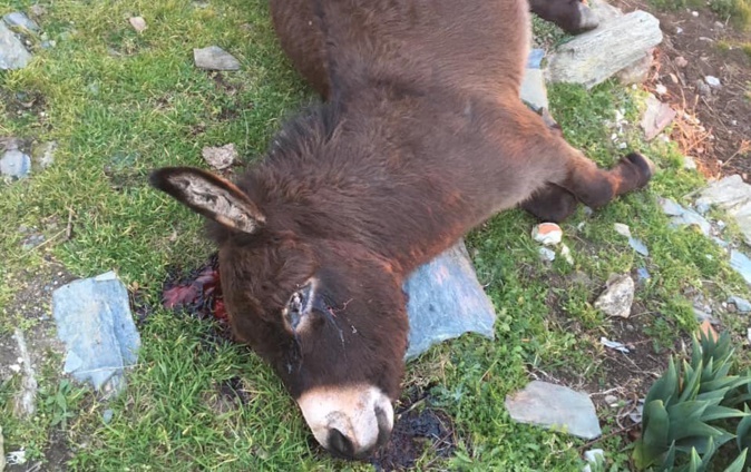 Cardo : "Vergogne à celui qui a abattu le petit âne" Cardo : "Vergogne à celui qui a abattu le petit âne"
