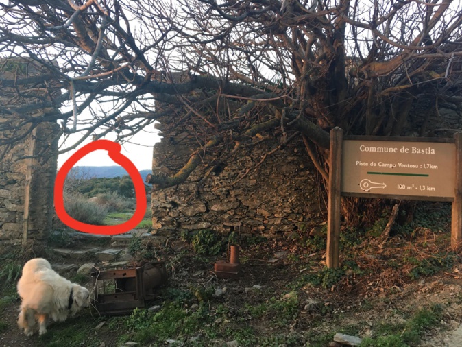 Cardo : "Vergogne à celui qui a abattu le petit âne" Cardo : "Vergogne à celui qui a abattu le petit âne"