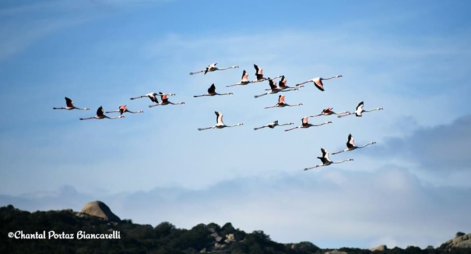 La photo du jour : Les flamants roses de retour à Santa Ghjulia La photo du jour : Les flamants roses de retour à Santa Ghjulia