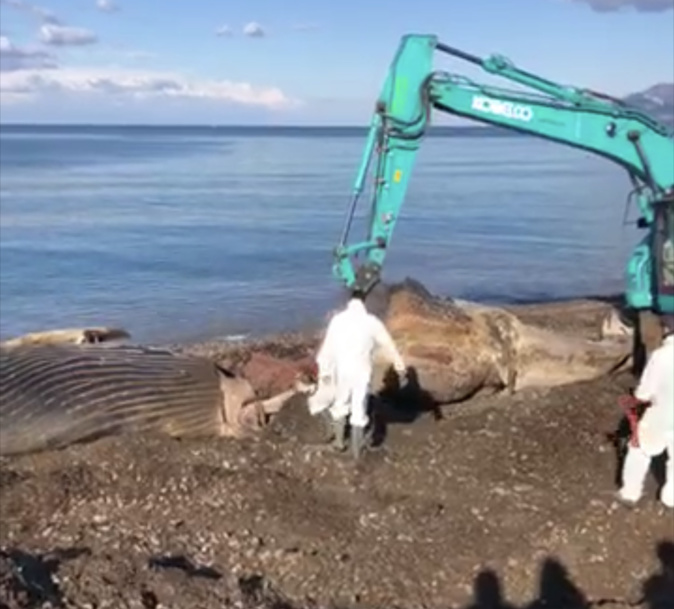 L'impressionnante évacuation de la baleine échouée à Saint-Florent