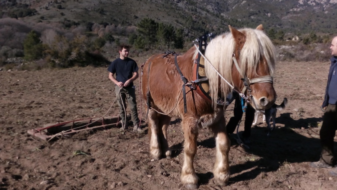 Relance de la culture du blé à Corte : Rendez-vous ce vendredi pour le semis collectif !