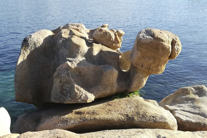 La photo du jour : La tortue de l'Isolella La photo du jour : La tortue de l'Isolella