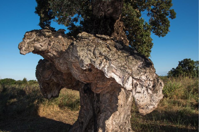 Crédit photo : Pierre Huchette Crédit photo : Pierre Huchette