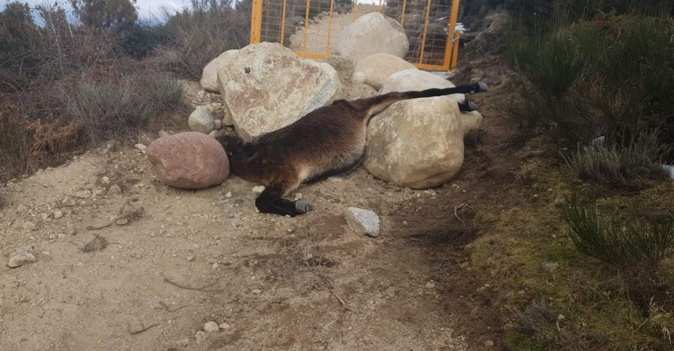 Le cadavre d'une mule au col de Scalella Le cadavre d'une mule au col de Scalella