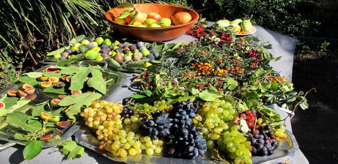 Le CCAS de Calvi organise une sortie au jardin botanique fruitier d'Avapessa