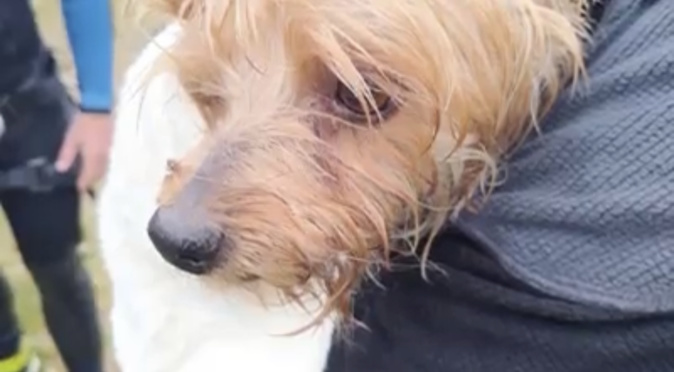 VIDEO - La belle histoire du jour : Lilou, la petite chienne sauvée par les secouristes du PGHM de Corse