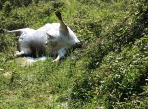 Maltraitance animale : Des cas supposés en Corse