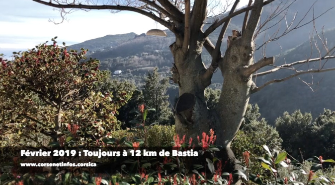 Vidéo : Février 2018-Février 2019 en Corse, cherchez l'erreur ! Vidéo : Février 2018-Février 2019 en Corse, cherchez l'erreur !