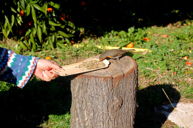 Bastelicaccia : Le rouge-gorge vient lui manger dans la main ! Bastelicaccia : Le rouge-gorge vient lui manger dans la main !