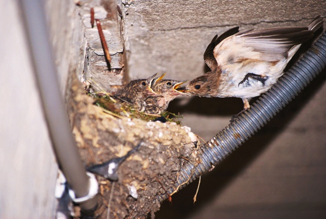 Bastelicaccia : Le rouge-gorge vient lui manger dans la main ! Bastelicaccia : Le rouge-gorge vient lui manger dans la main !