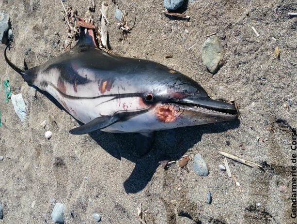 Un dauphin retrouvé mort  sur la plage de Centuri