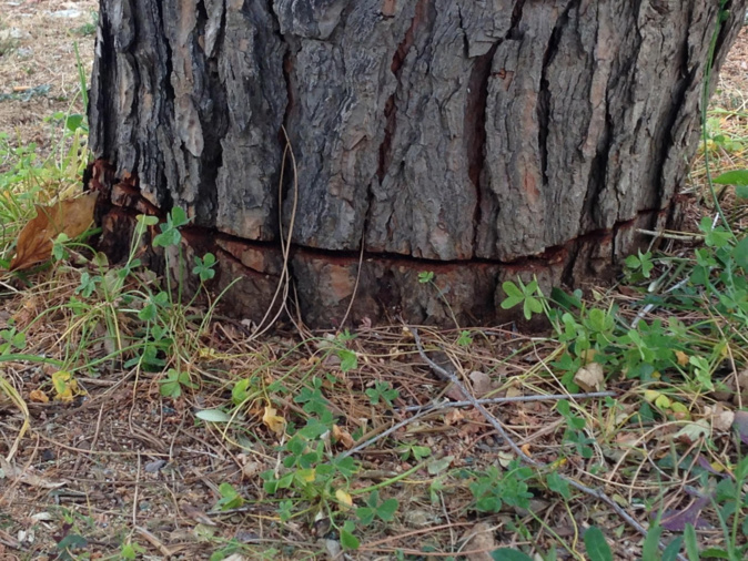 Ajaccio : Le pin tronçonné… Ajaccio : Le pin tronçonné…