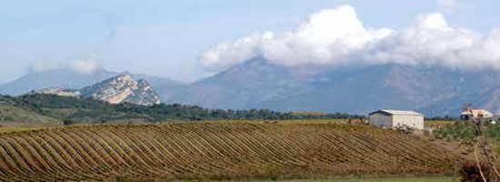 La Chambre d’Agriculture de Haute-Corse participe à la journée ISULA MORTA