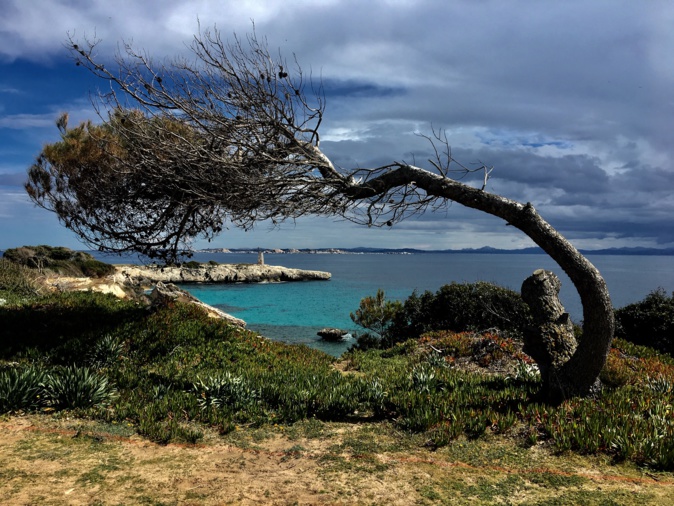 La photo du jour : L'arbre couché (par les vents) de Sperone La photo du jour : L'arbre couché (par les vents) de Sperone