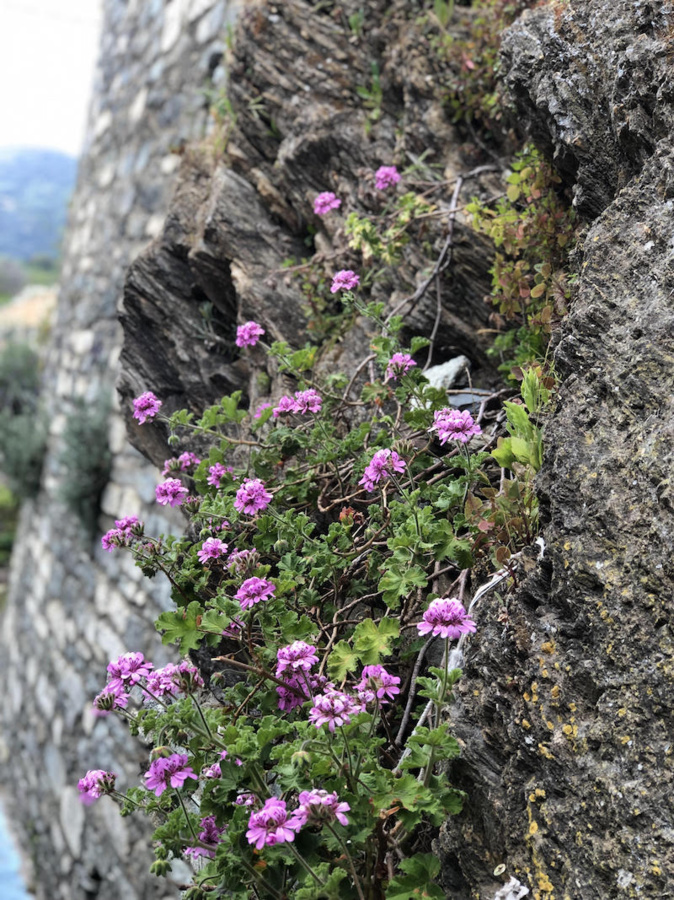 photo marie-dominique baccelli