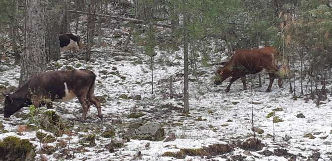 Alors que le printemps est déjà bien avancé, la neige fait son retour sur les sommets de lîle Alors que le printemps est déjà bien avancé, la neige fait son retour sur les sommets de lîle