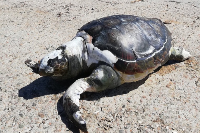 (Photos Thierry Hugues Cervetti) (Photos Thierry Hugues Cervetti)