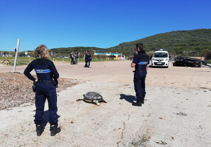 Ajaccio : une tortue retrouvée morte au large des Sanguinaires