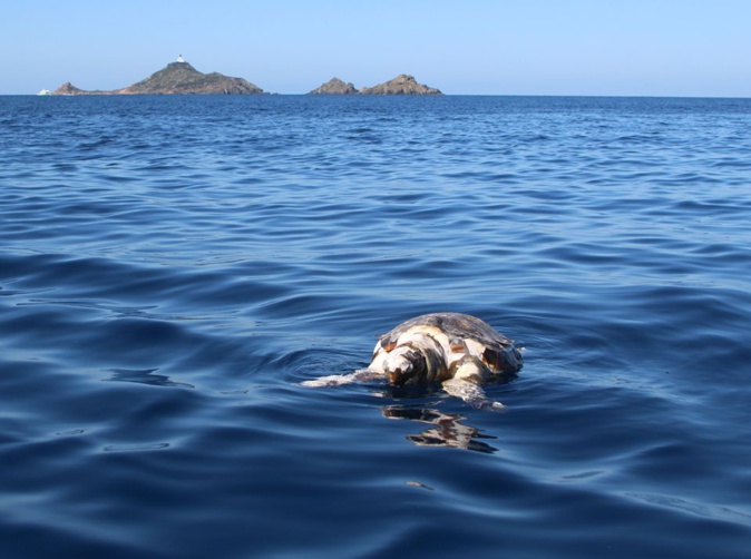 Ajaccio : une tortue retrouvée morte au large des Sanguinaires Ajaccio : une tortue retrouvée morte au large des Sanguinaires