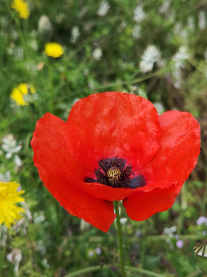 Photo Françoise Geronimi