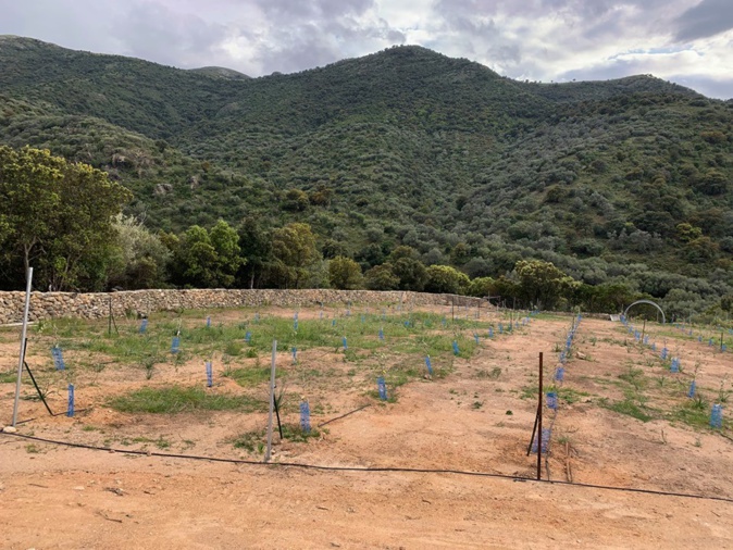 Vol de jeunes oliviers à Lama ! Vol de jeunes oliviers à Lama !