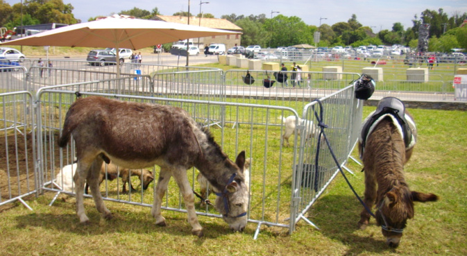 A fiera di San Branca : Les reliques du Saint portées par les paroissiennes pieds nus A fiera di San Branca : Les reliques du Saint portées par les paroissiennes pieds nus