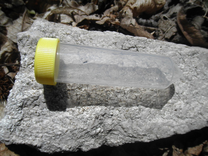 La lutte contre le cynips continue en Alta Rocca La lutte contre le cynips continue en Alta Rocca