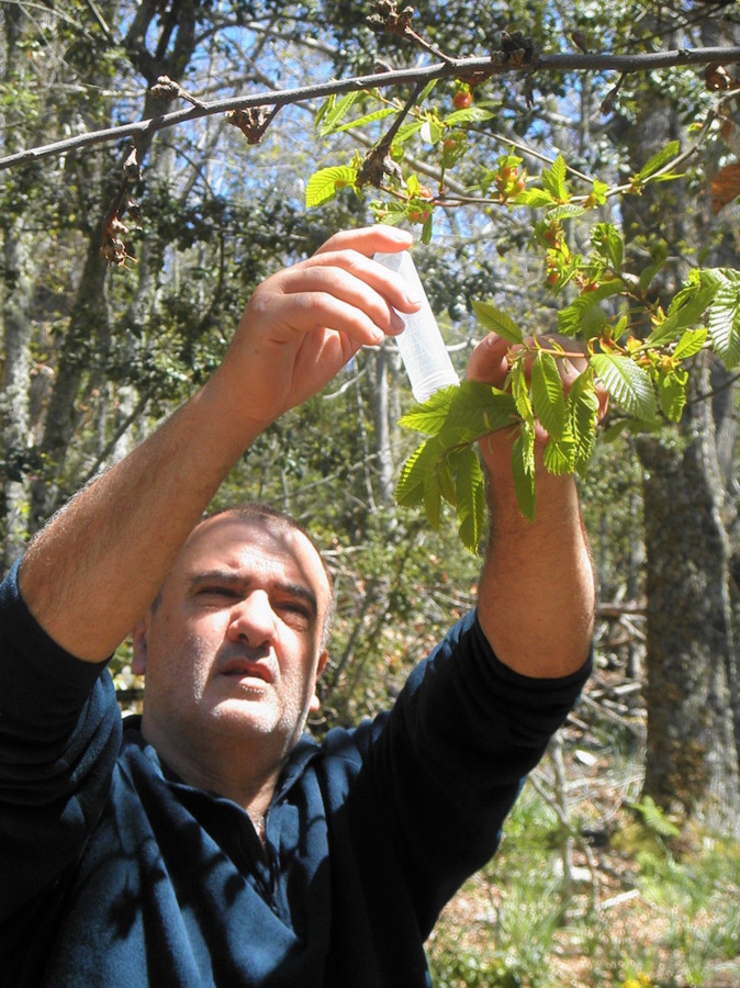 La lutte contre le cynips continue en Alta Rocca La lutte contre le cynips continue en Alta Rocca