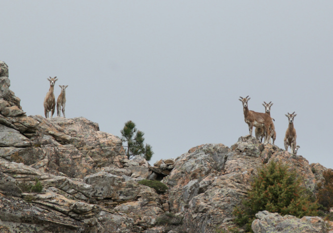 La photo du jour : les mouflons de l'Ospedale La photo du jour : les mouflons de l'Ospedale