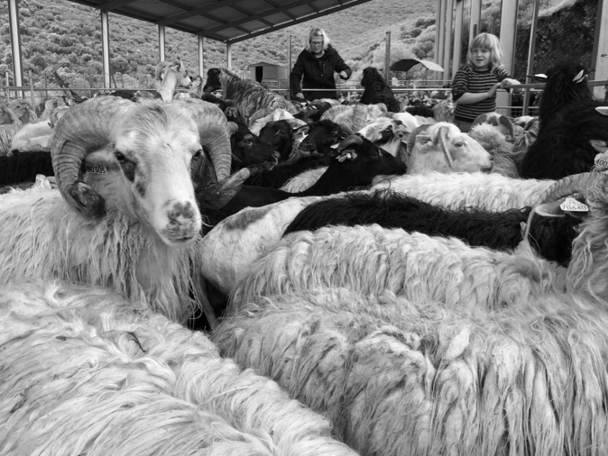 Di maghju o di maghjone, à e pecure iè si caccianu i piloni Di maghju o di maghjone, à e pecure iè si caccianu i piloni