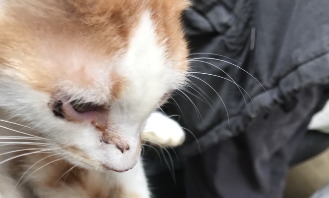 Des dizaines d'animaux retrouvés dans un appartement de la rue Droite à Bastia