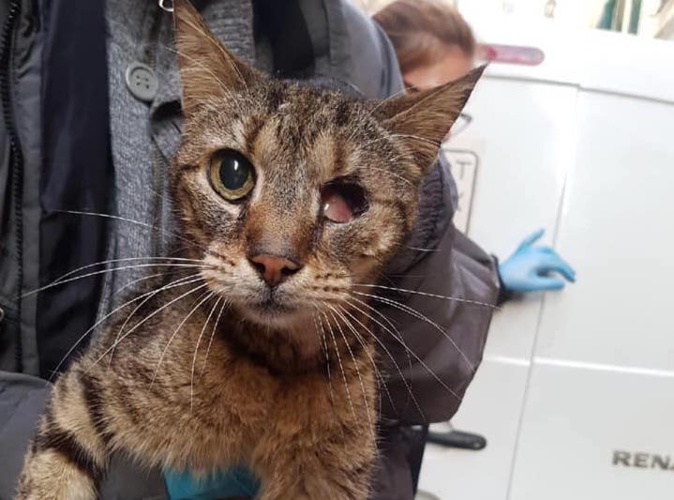 Animaux maltraités à Bastia : "Le héros de l'histoire, c'est Caramel" Animaux maltraités à Bastia : "Le héros de l'histoire, c'est Caramel"