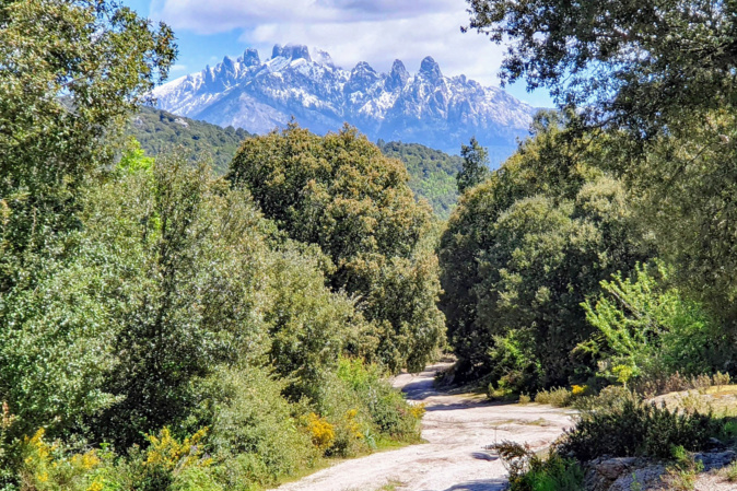 La photo du jour : Genêts en fleur et aiguilles de Bavella enneigées