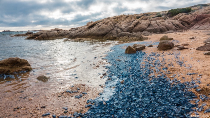 (Phoro Marie-Hélène Anedda) (Phoro Marie-Hélène Anedda)