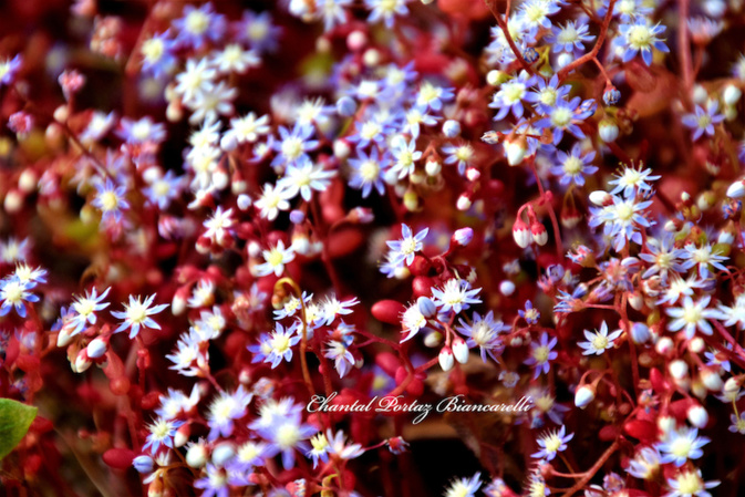 Photos Chantal Portaz Biancarelli Photos Chantal Portaz Biancarelli